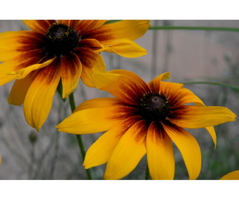Black-eyed Susan